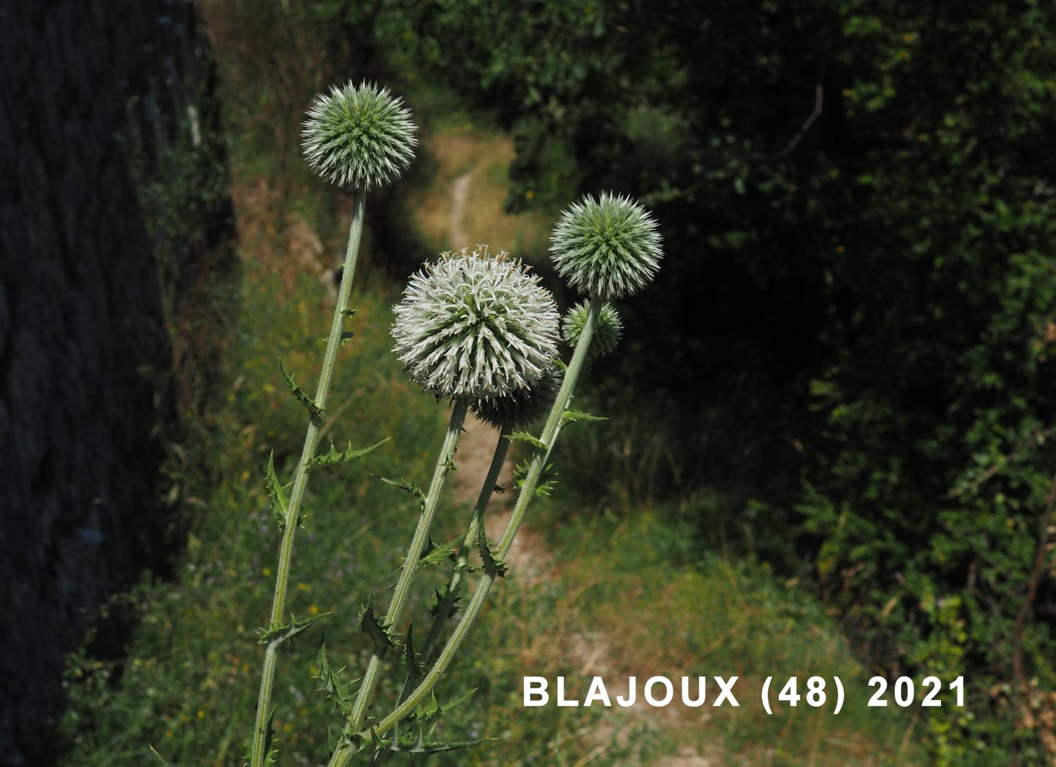 Globe-thistle, Pale